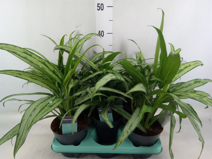 <h4>Aglaonema  'Cutlass'</h4>