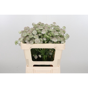 Astrantia Rosa Lee