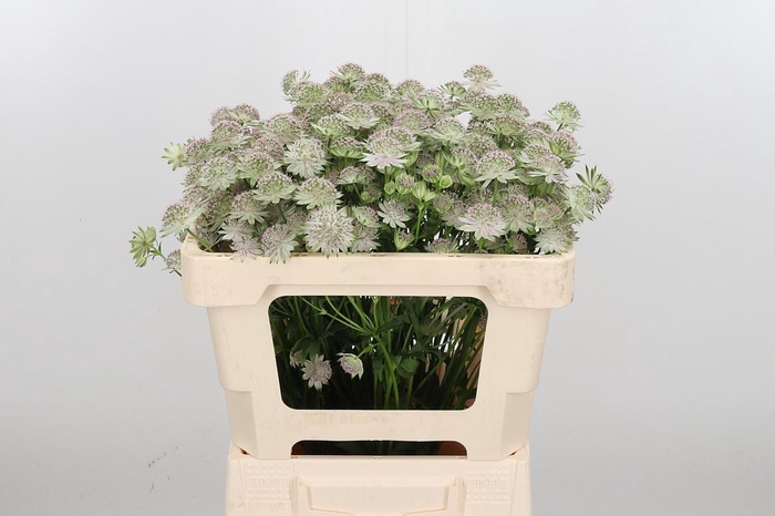 <h4>Astrantia Rosa Lee</h4>