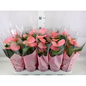 Anthurium andr. 'Sweet Dream'