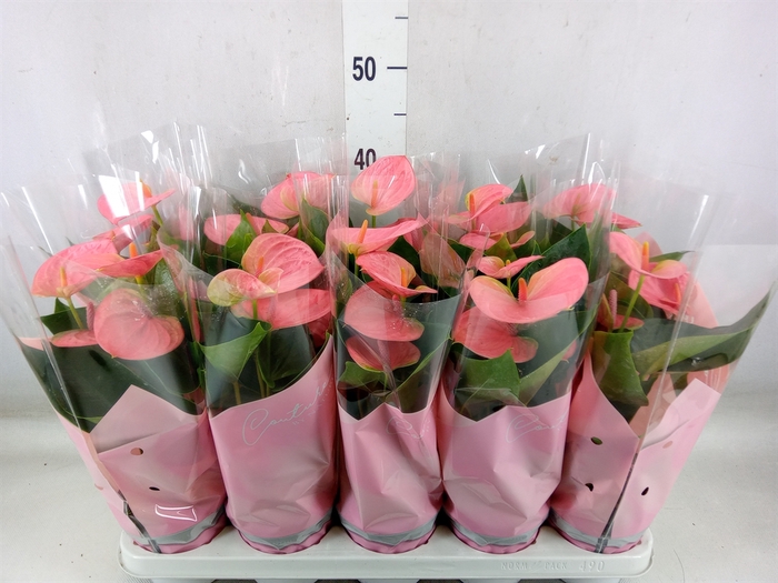 <h4>Anthurium andr. 'Sweet Dream'</h4>