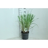 Cortaderia selloana Pumila