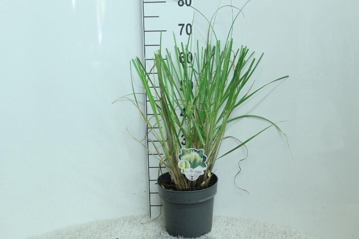 Cortaderia selloana Pumila