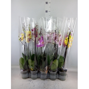 Phalaenopsis   ...mix  5