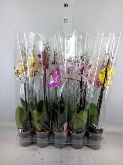 <h4>Phalaenopsis   ...mix  5</h4>