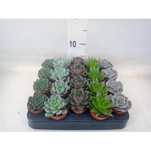 Echeveria   ...mix