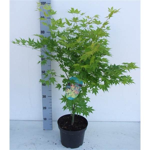 <h4>Acer palmatum 'Orange Dream' P23</h4>