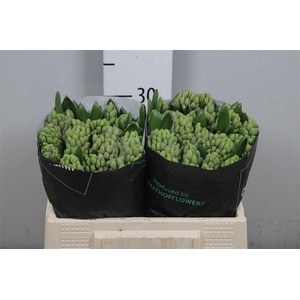 Hyac City Of Bradford