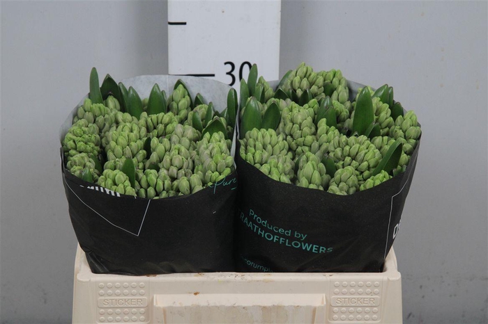 <h4>Hyac City Of Bradford</h4>