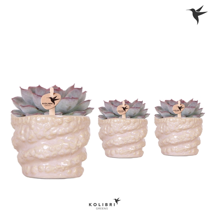 <h4>Kolibri Greens Succulenten Echeveria Mystery in Octopus pot</h4>