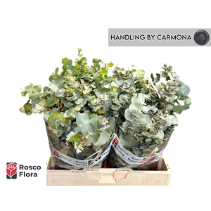 EUC BRIDGESIANA P BS