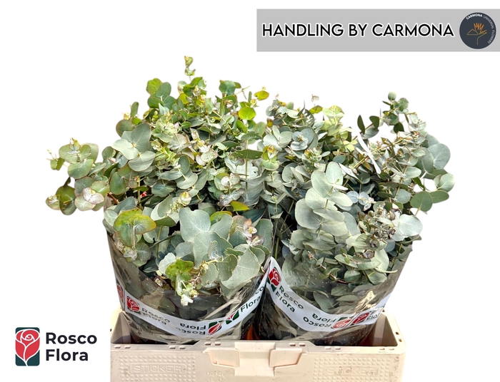 <h4>EUC BRIDGESIANA P BS</h4>