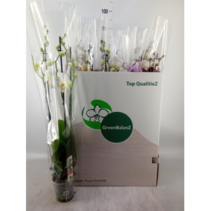 Phalaenopsis   ...mix