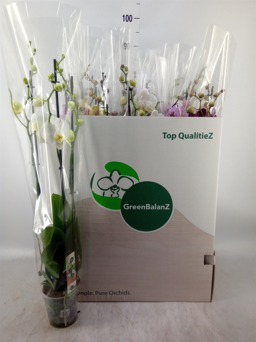 <h4>Phalaenopsis   ...mix</h4>