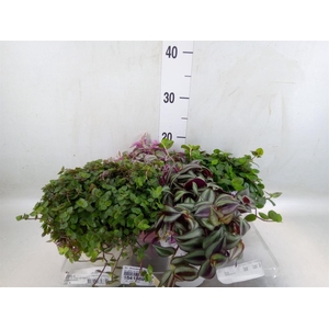 Arr.   Kamerplant Groen L%