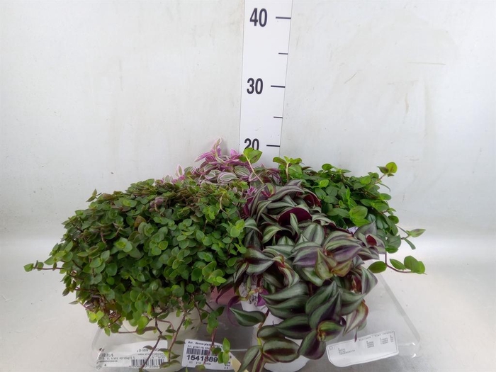 <h4>Arr.   Kamerplant Groen L%</h4>