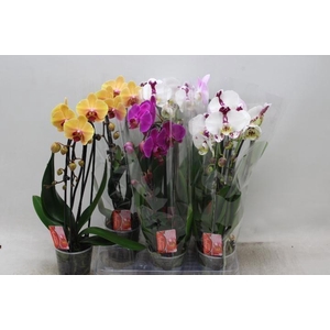 PHAL EL CASCADE