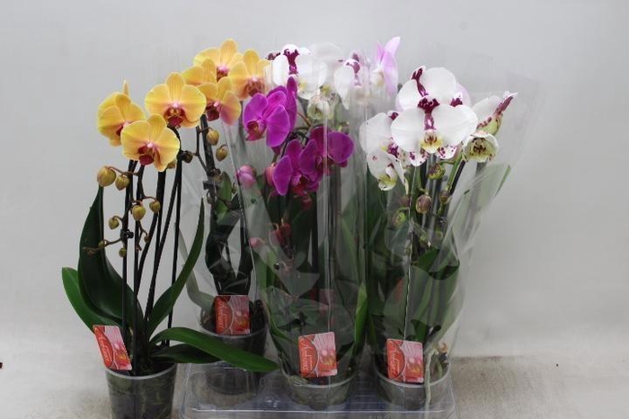 <h4>PHAL EL CASCADE</h4>