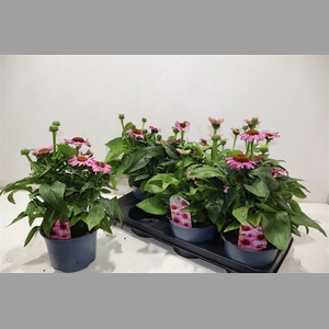 Echina Sombrero Rose