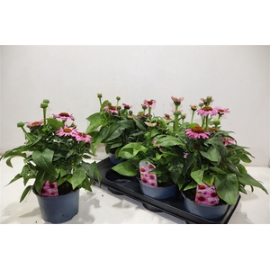 Echina Sombrero Rose