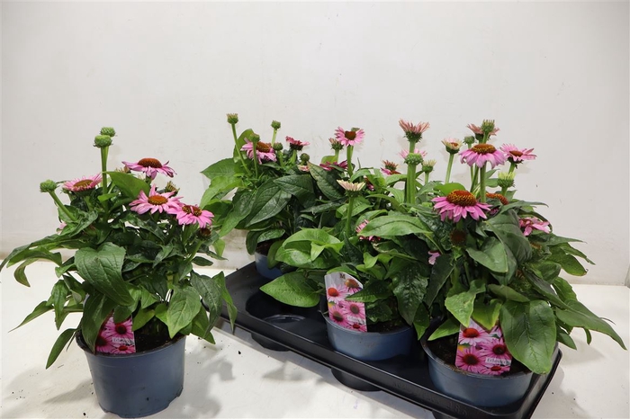 <h4>Echina Sombrero Rose</h4>
