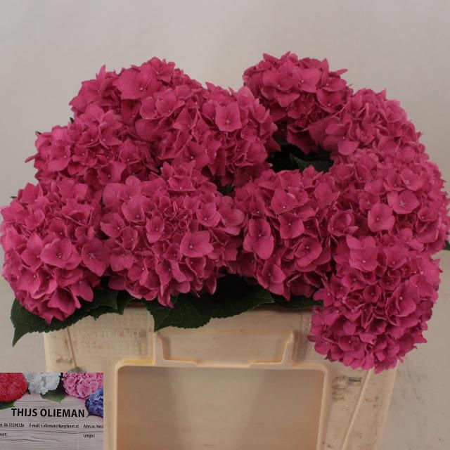 <h4>HYDR M CH RODEO RD</h4>