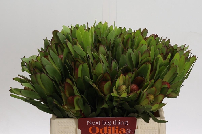<h4>Leucadendron Goldstrike</h4>