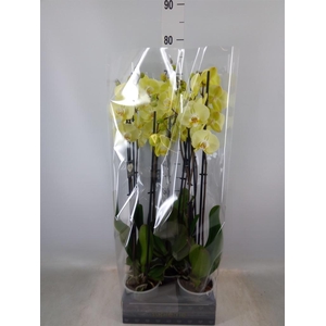 Phalaenopsis  'Golden Coin'