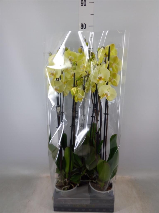 <h4>Phalaenopsis 'Golden Coin'</h4>