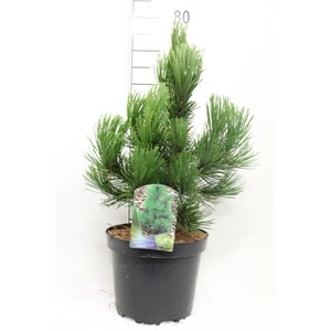 Pinus heldreichii 'Malinka' P26 potgedrukt