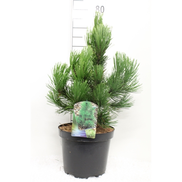 <h4>Pinus heldreichii 'Malinka' P26 potgedrukt</h4>