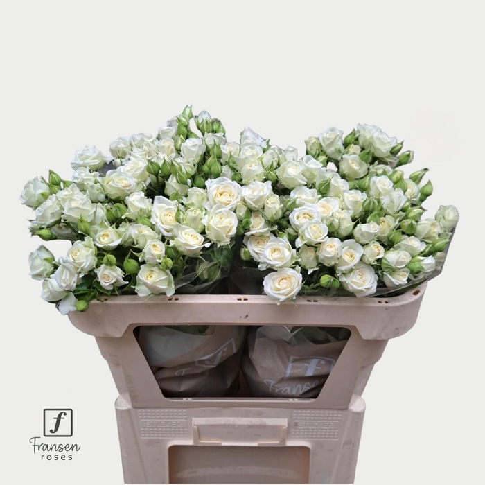 <h4>R TR Josephine 70cm</h4>