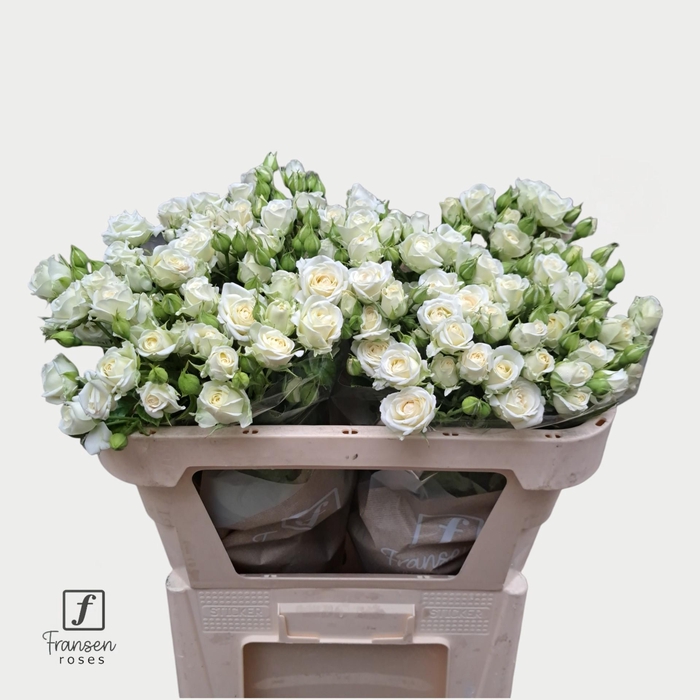 <h4>R TR Josephine 70cm</h4>