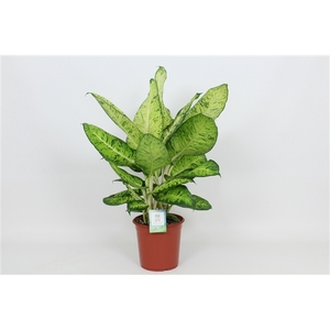 Purify Dieffenbachia White Amazon 24 cm