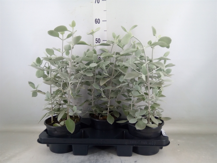 <h4>Kalanchoe NF   ...</h4>