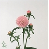CIRS JAP PINK BEAUTY