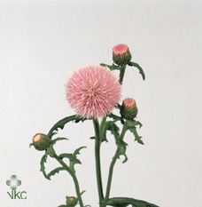 CIRS JAP PINK BEAUTY