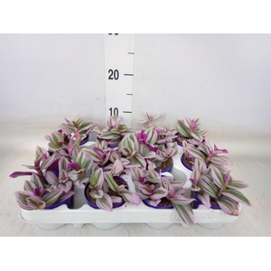 Tradescantia cerinth. 'Nanouk'