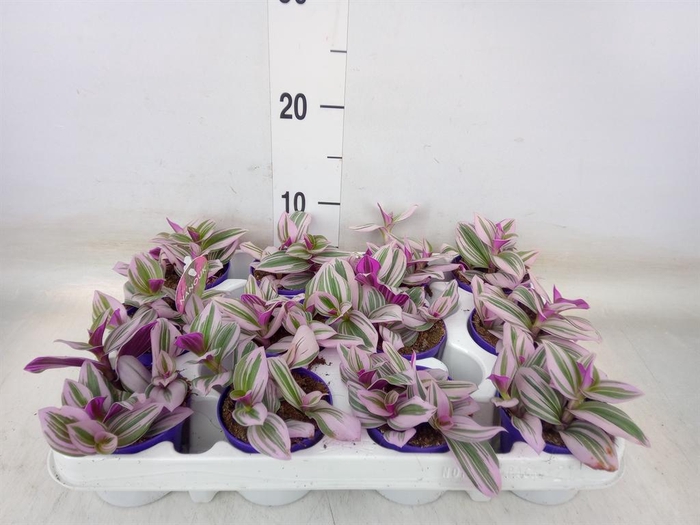 <h4>Tradescantia cerinth. 'Nanouk'</h4>