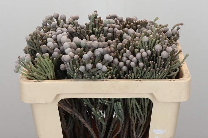 <h4>BRUN LAEVIS</h4>