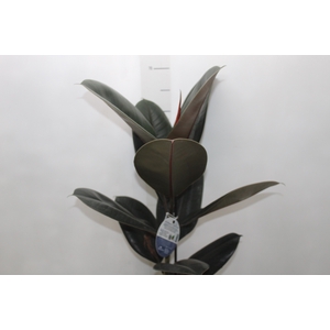FICUS ELASTICA BURGUNDY P17