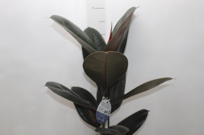 FICUS ELASTICA BURGUNDY P17