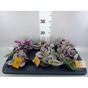 Tradescantia cerinth. 'Nanouk'