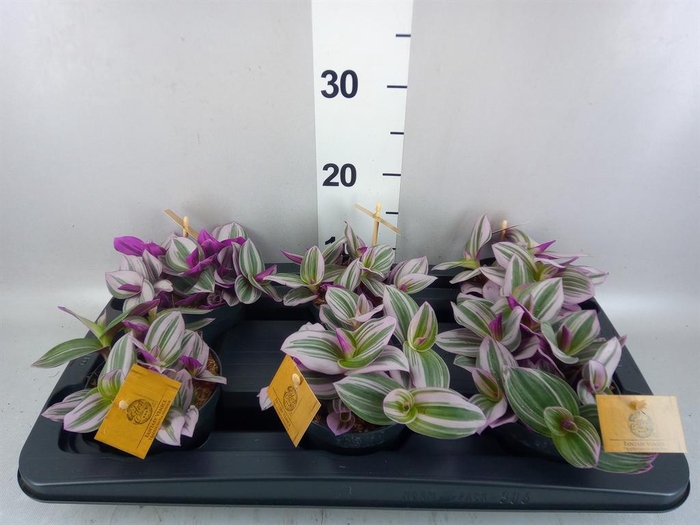 <h4>Tradescantia cerinth. 'Nanouk'</h4>