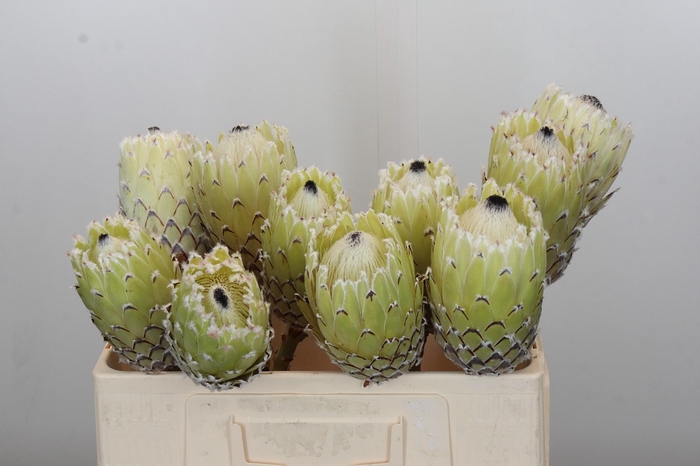 <h4>Protea Barbigera White No leaves</h4>
