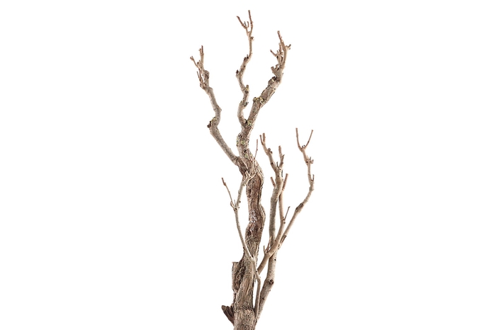 <h4>Syringa Branch Super Leopold</h4>