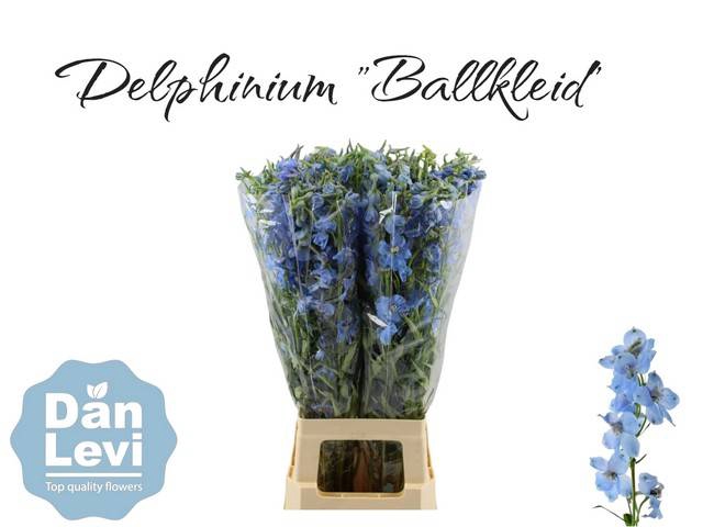 <h4>DELPH EN BALLKLEID</h4>