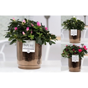 1st class Azalea mix in P&PURE Juliette ceramics goldbronze