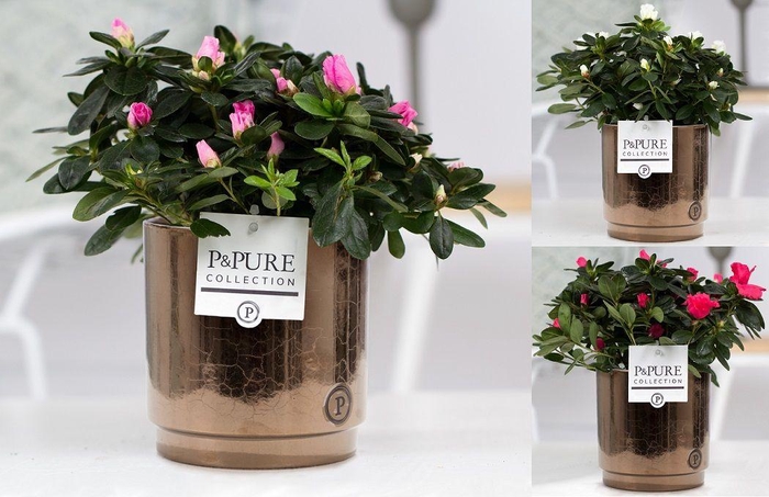 <h4>1st class Azalea mix in P&PURE Juliette ceramics goldbronze</h4>