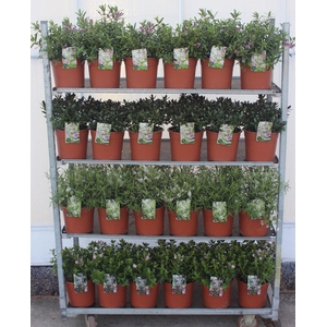 Hebe Mix C5 Grootbladig